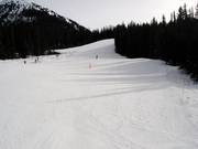 Slope No. 148 Larch