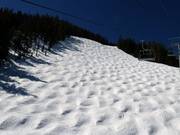 Lupine downhill run