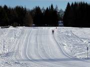 Trails in the Viote Cross-Country Skiing Center
