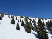 Open ski terrain in the Kopaonik ski resort