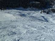 Powder snow at the Schwarzloferalm