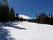Typical glade runs in Breckenridge