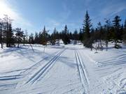 Cross-country trails in Kläppen
