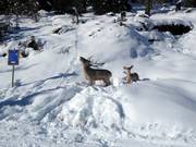 Wild animals on the valley run