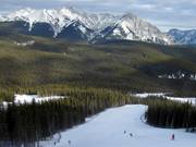 "Trees are for Glades" – one tree for every new newsletter subscription