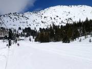 Trail in Alta next to the Transfer Tow