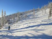 Bug Out Glades