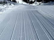 Fresh tracks in the snow
