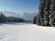 FIS downhill