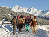 On miners' trails with llamas