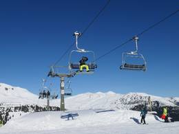 Lärchwald