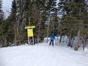 Access to the cleared forest runs (Gladed Runs)