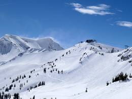 Snowbird