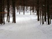 Trails through the forest