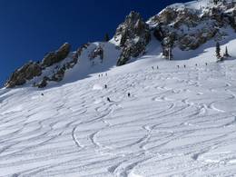 Snowbird