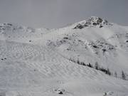 Paradise Bowl