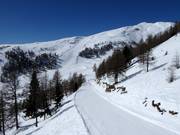 Trogalmseen descent